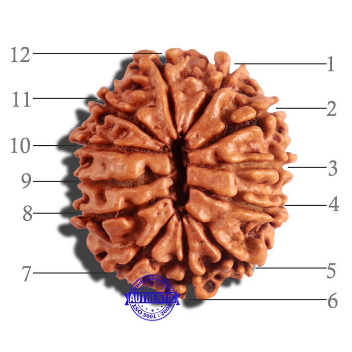 12 Mukhi Nepalese Rudraksha - Bead No 168