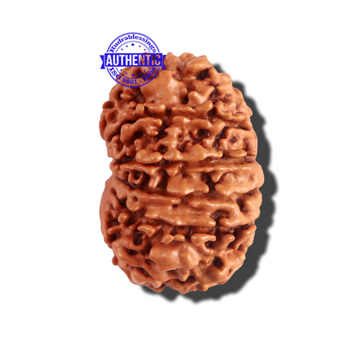 12 Mukhi Nepalese Rudraksha - Bead No 168