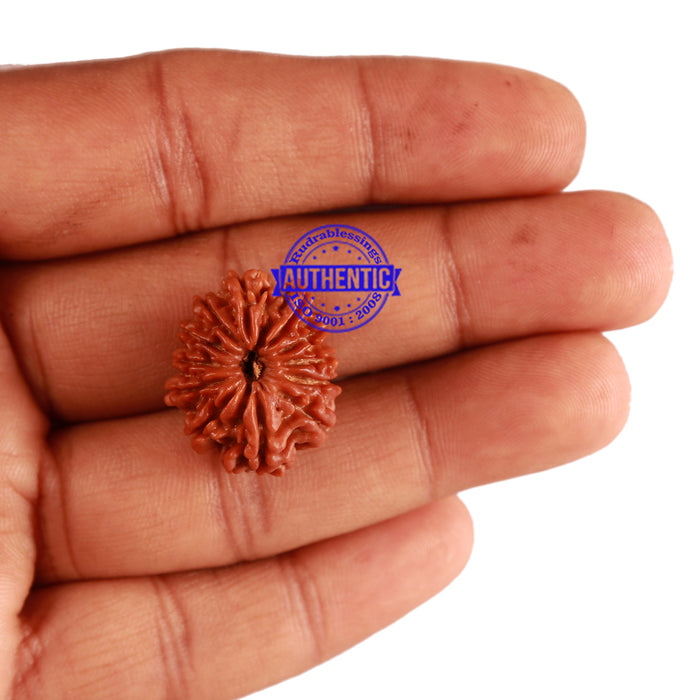 12 Mukhi Nepalese Rudraksha - Bead No 169