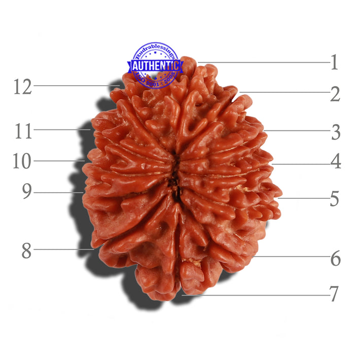 12 Mukhi Nepalese Rudraksha - Bead No 169
