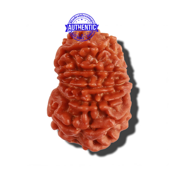 12 Mukhi Nepalese Rudraksha - Bead No 169