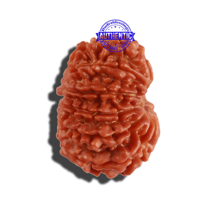 12 Mukhi Nepalese Rudraksha - Bead No 169