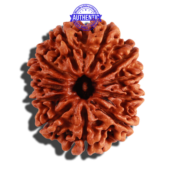 12 Mukhi Nepalese Rudraksha - Bead No 17