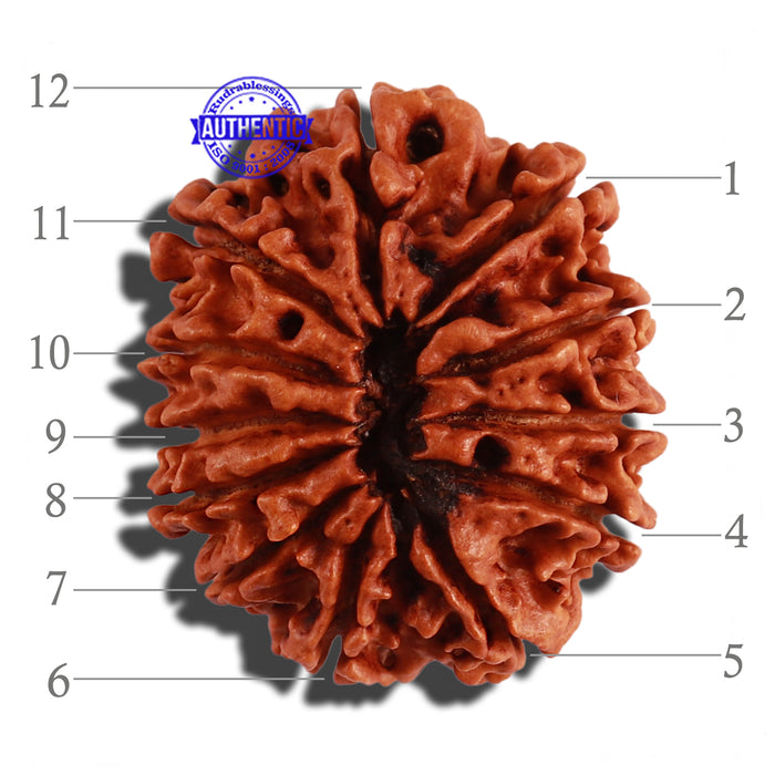 12 Mukhi Nepalese Rudraksha - Bead No 17