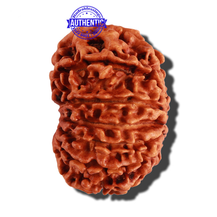 12 Mukhi Nepalese Rudraksha - Bead No 17