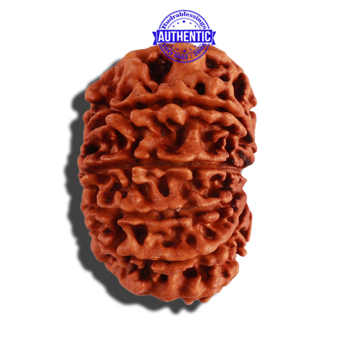 12 Mukhi Nepalese Rudraksha - Bead No 17