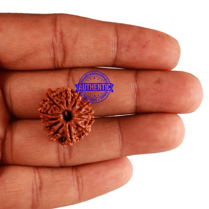 12 Mukhi Nepalese Rudraksha - Bead No 170