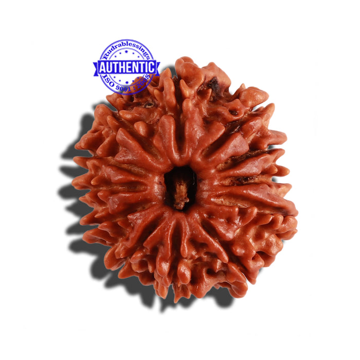 12 Mukhi Nepalese Rudraksha - Bead No 170