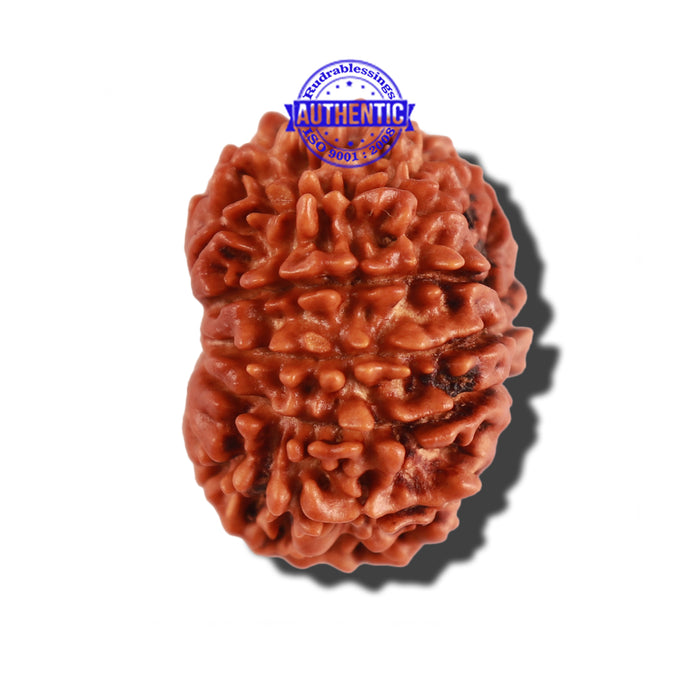 12 Mukhi Nepalese Rudraksha - Bead No 170