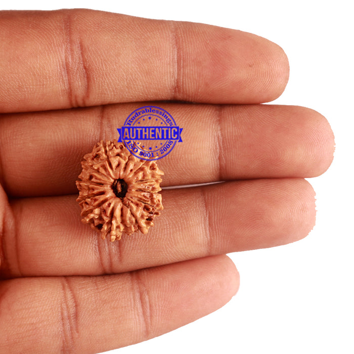 12 Mukhi Nepalese Rudraksha - Bead No 171