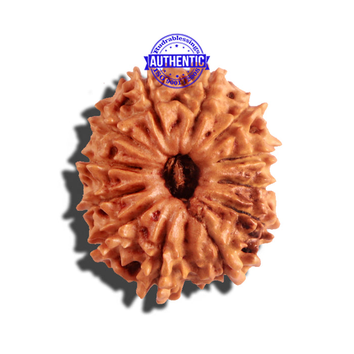 12 Mukhi Nepalese Rudraksha - Bead No 171