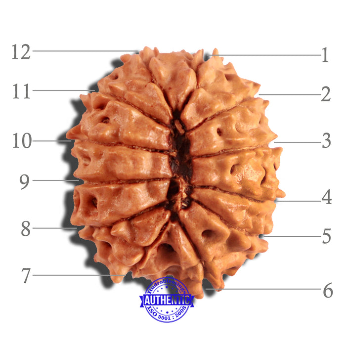 12 Mukhi Nepalese Rudraksha - Bead No 171