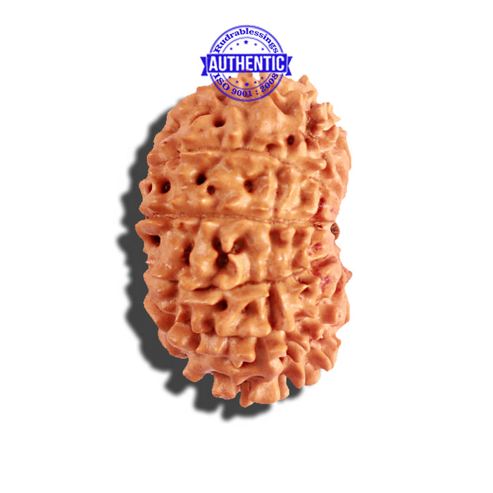 12 Mukhi Nepalese Rudraksha - Bead No 171