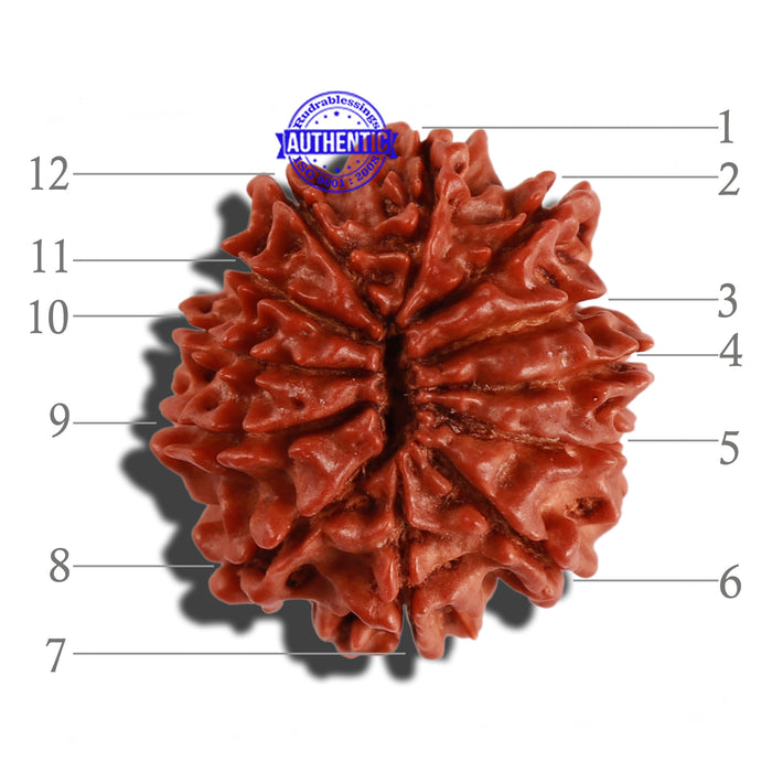 12 Mukhi Nepalese Rudraksha - Bead No 172