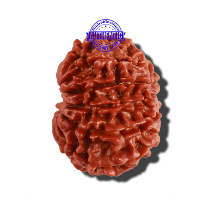 12 Mukhi Nepalese Rudraksha - Bead No 172