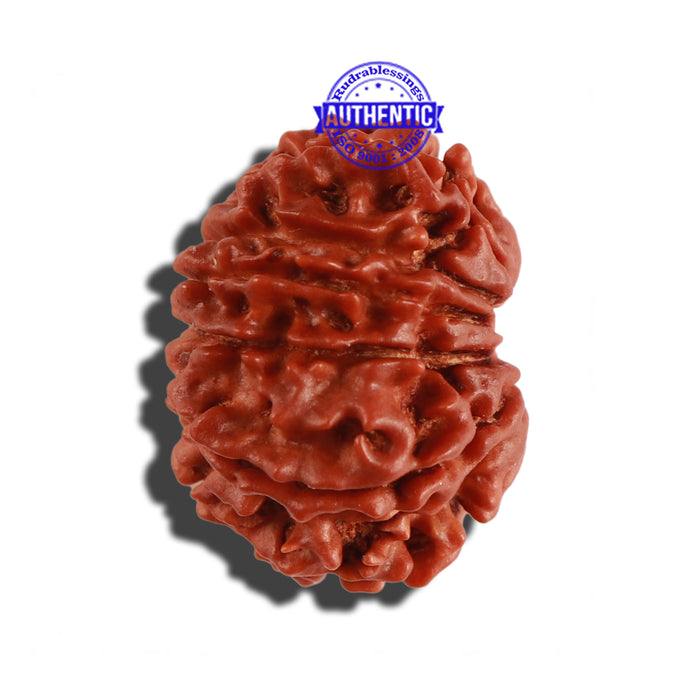 12 Mukhi Nepalese Rudraksha - Bead No 172