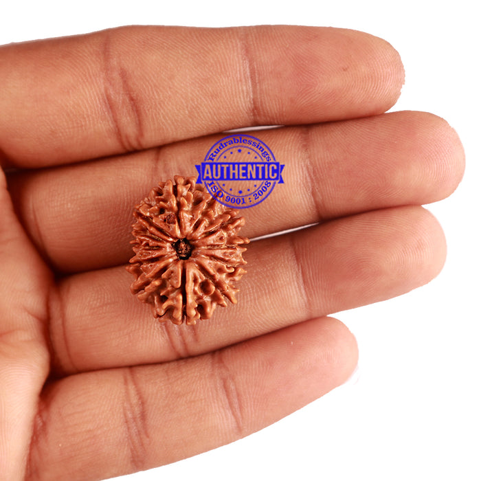 12 Mukhi Nepalese Rudraksha - Bead No 173