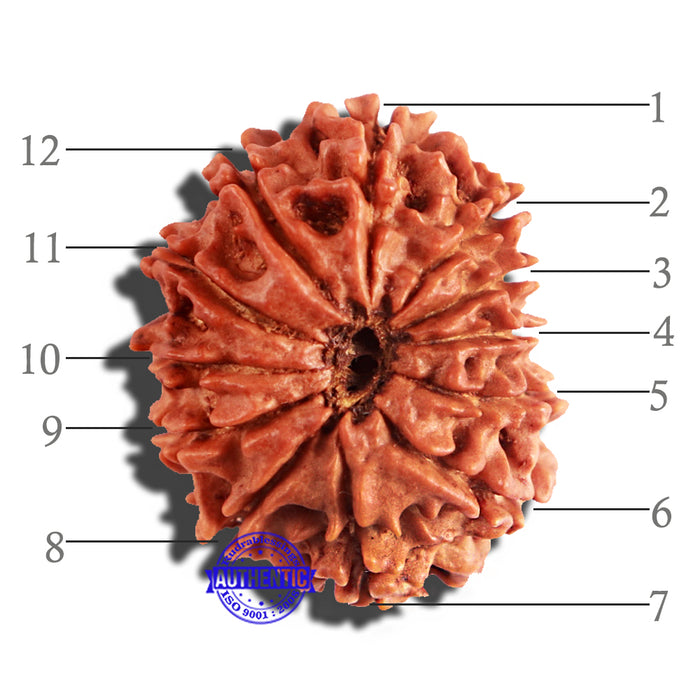 12 Mukhi Nepalese Rudraksha - Bead No 173