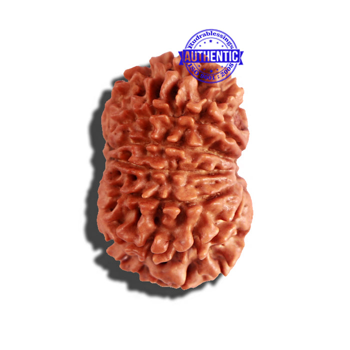 12 Mukhi Nepalese Rudraksha - Bead No 173