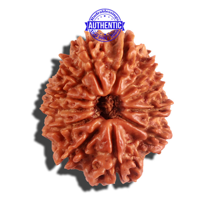 12 Mukhi Nepalese Rudraksha - Bead No 174