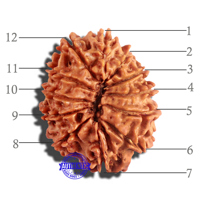 12 Mukhi Nepalese Rudraksha - Bead No 174