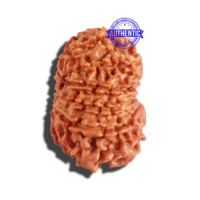 12 Mukhi Nepalese Rudraksha - Bead No 174