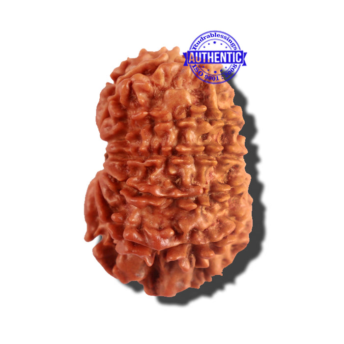 12 Mukhi Nepalese Rudraksha - Bead No 174