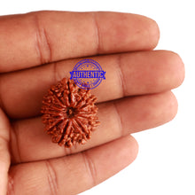 Load image into Gallery viewer, 12 Mukhi Nepalese Rudraksha - Bead No 175
