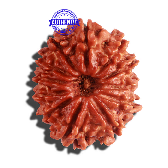 12 Mukhi Nepalese Rudraksha - Bead No 175