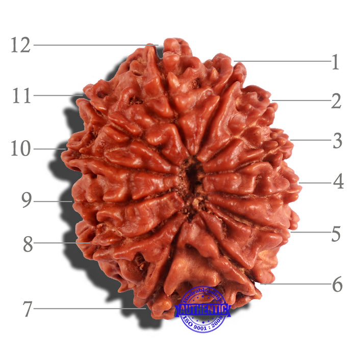12 Mukhi Nepalese Rudraksha - Bead No 175