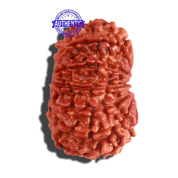 12 Mukhi Nepalese Rudraksha - Bead No 175