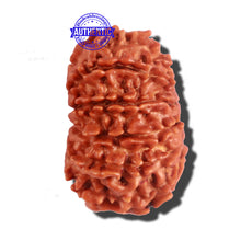 Load image into Gallery viewer, 12 Mukhi Nepalese Rudraksha - Bead No 175
