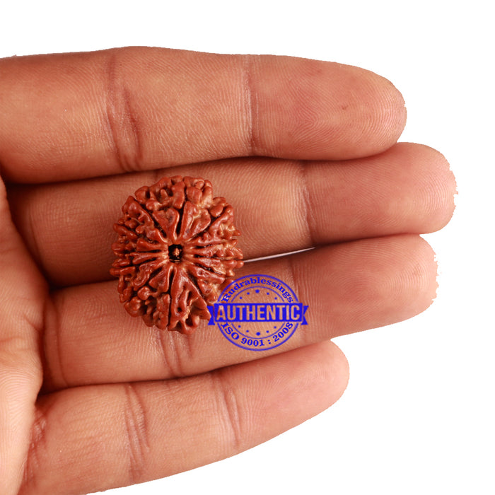 12 Mukhi Nepalese Rudraksha - Bead No 176