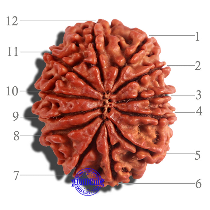 12 Mukhi Nepalese Rudraksha - Bead No 176