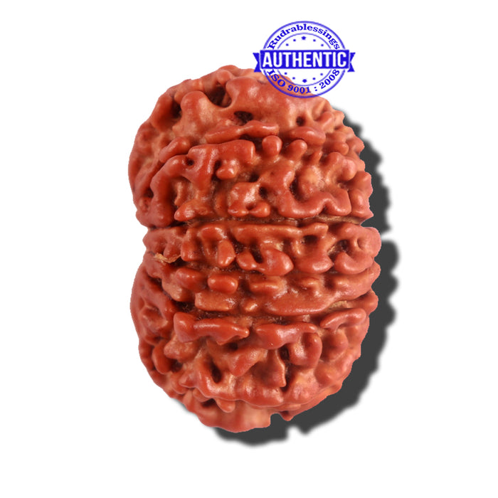12 Mukhi Nepalese Rudraksha - Bead No 176