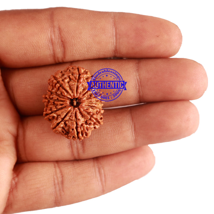 12 Mukhi Nepalese Rudraksha - Bead No 177
