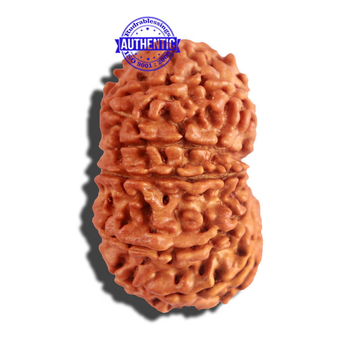 12 Mukhi Nepalese Rudraksha - Bead No 177