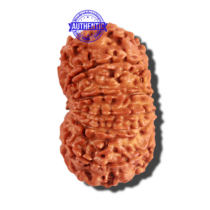 12 Mukhi Nepalese Rudraksha - Bead No 177