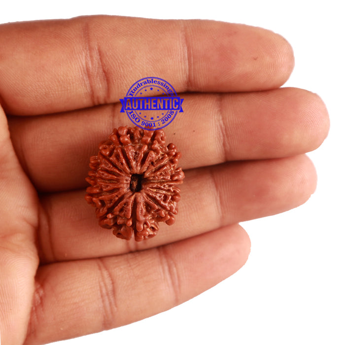 12 Mukhi Nepalese Rudraksha - Bead No 179