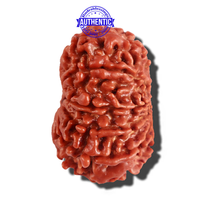 12 Mukhi Nepalese Rudraksha - Bead No 179