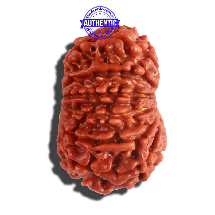 12 Mukhi Nepalese Rudraksha - Bead No 179