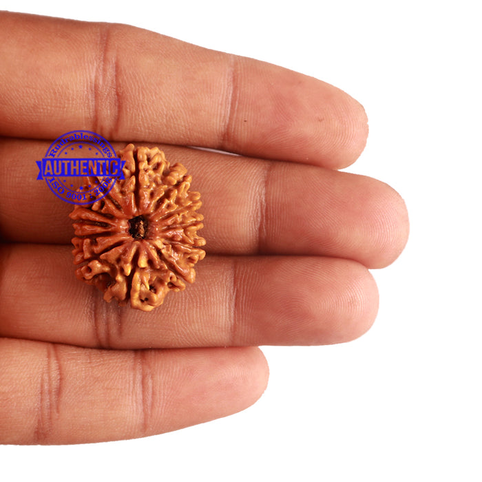 12 Mukhi Nepalese Rudraksha - Bead No 180