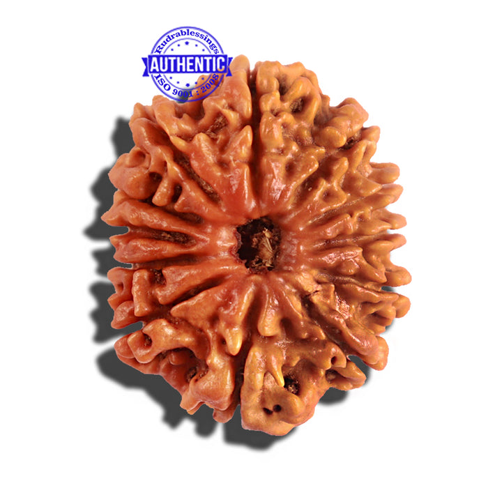 12 Mukhi Nepalese Rudraksha - Bead No 180