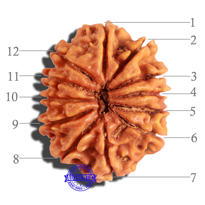 12 Mukhi Nepalese Rudraksha - Bead No 180