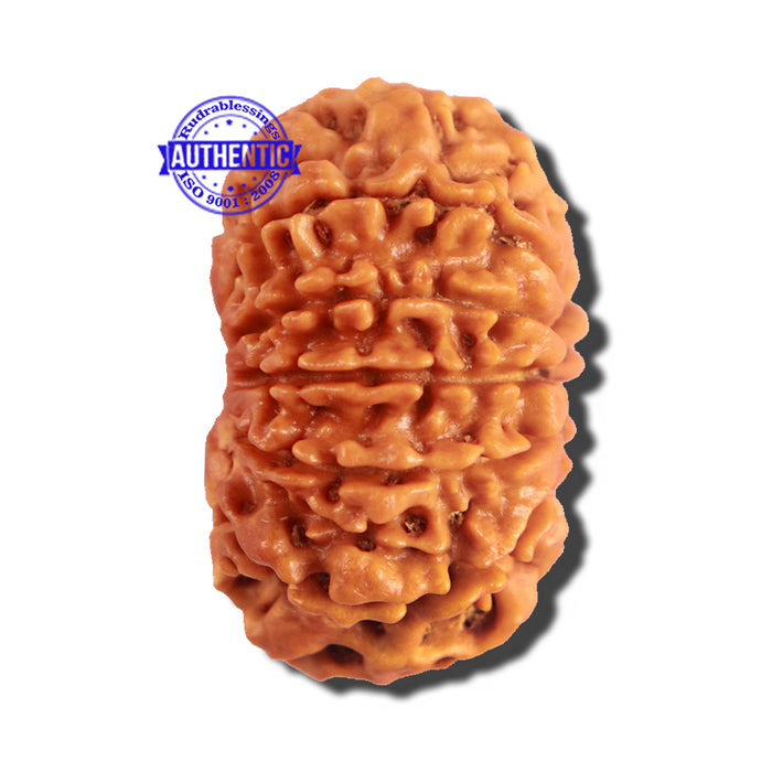 12 Mukhi Nepalese Rudraksha - Bead No 180