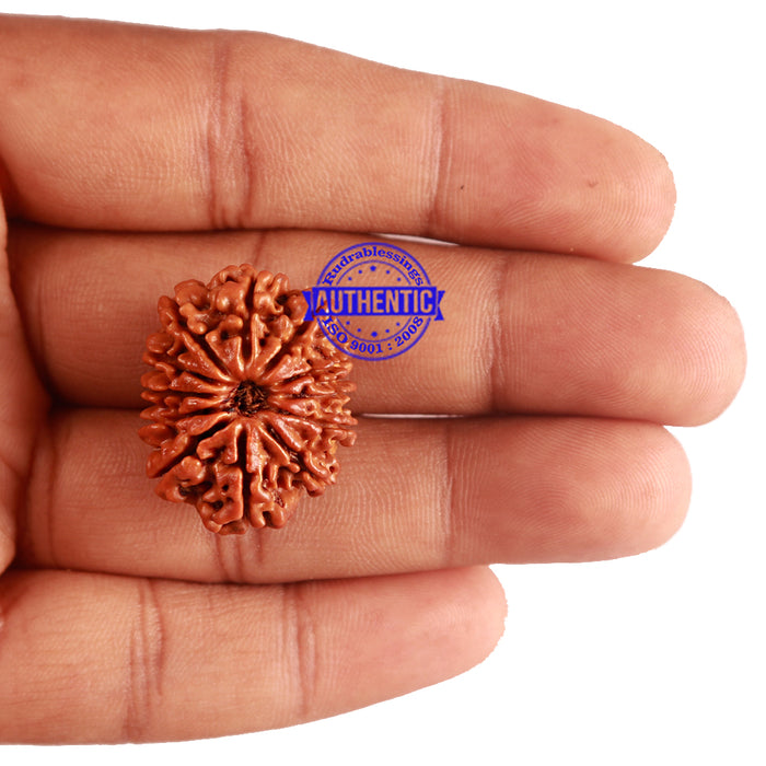 12 Mukhi Nepalese Rudraksha - Bead No 181
