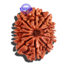 Load image into Gallery viewer, 12 Mukhi Nepalese Rudraksha - Bead No 181

