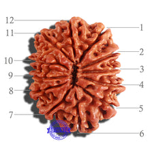 Load image into Gallery viewer, 12 Mukhi Nepalese Rudraksha - Bead No 181
