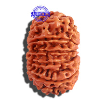 Load image into Gallery viewer, 12 Mukhi Nepalese Rudraksha - Bead No 181
