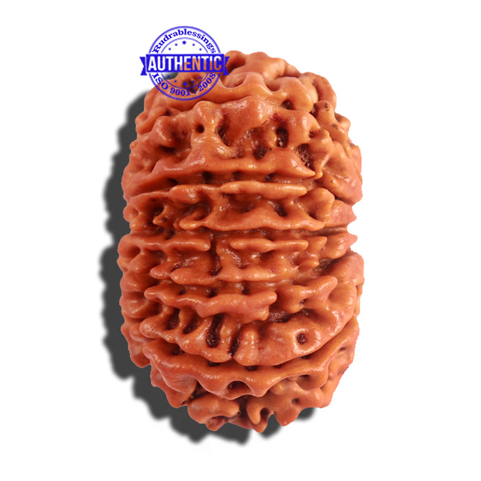 12 Mukhi Nepalese Rudraksha - Bead No 181
